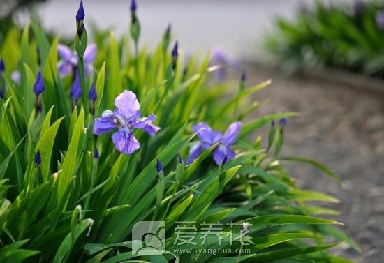 蝴蝶花鸢尾图片