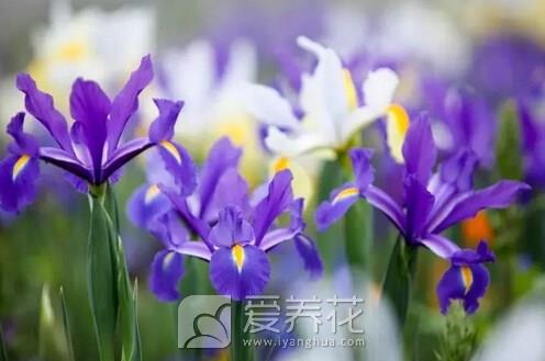 蝴蝶花鸢尾图片