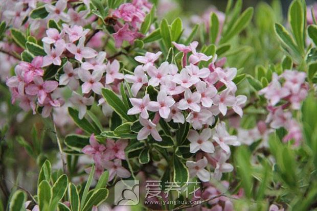 瑞香怎么养图片