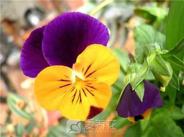 三色堇图片