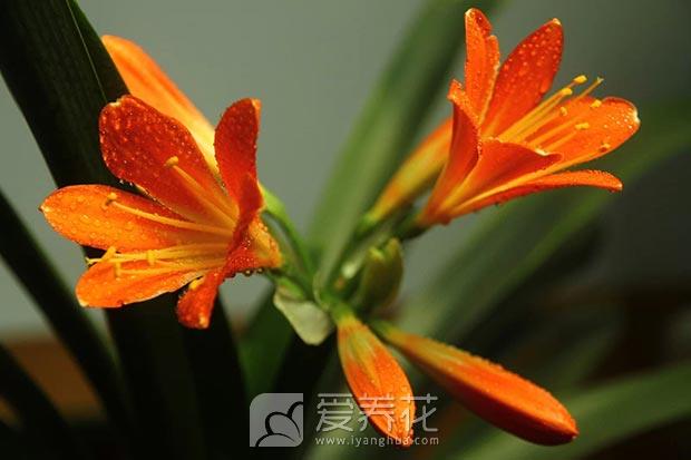 君子兰养护要点图片