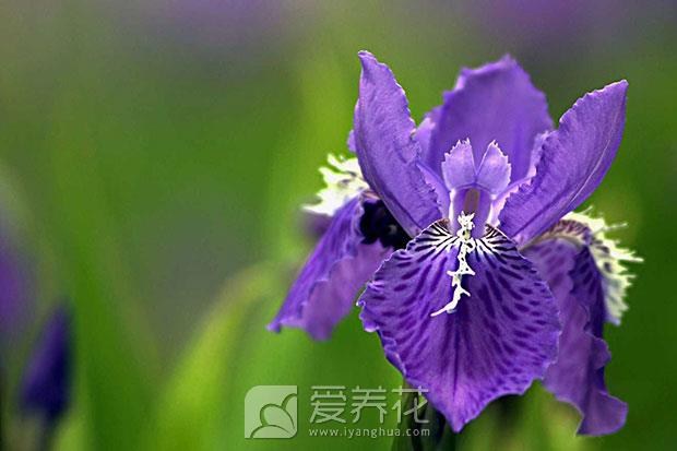 蝴蝶花鸢尾图片
