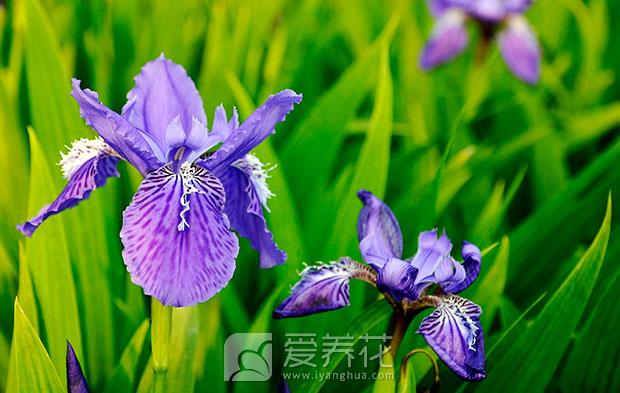 蝴蝶花鸢尾图片