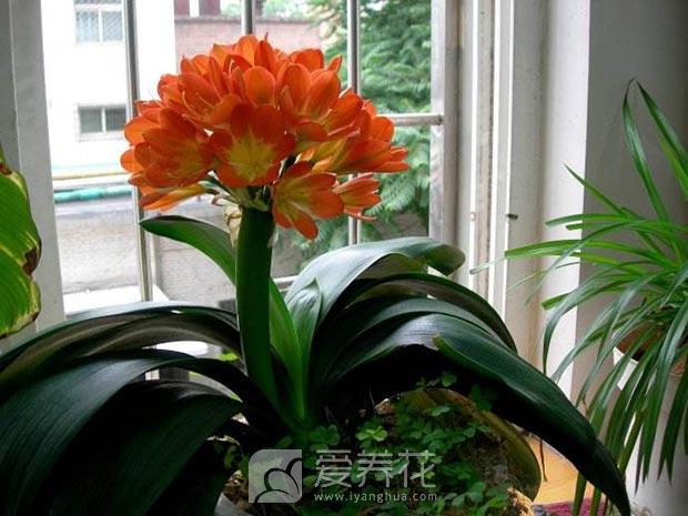 君子兰养护要点图片