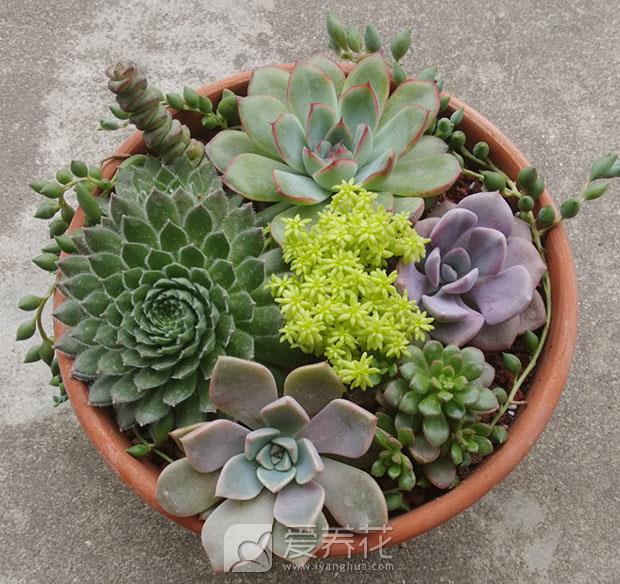 多肉植物浇水图片