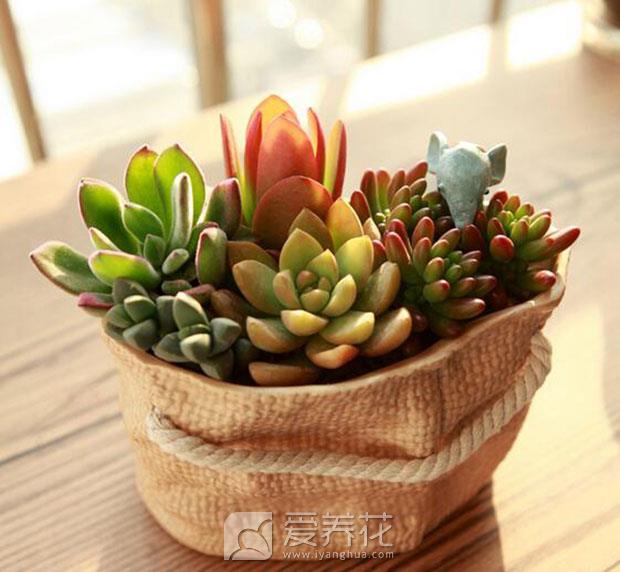 多肉植物浇水图片