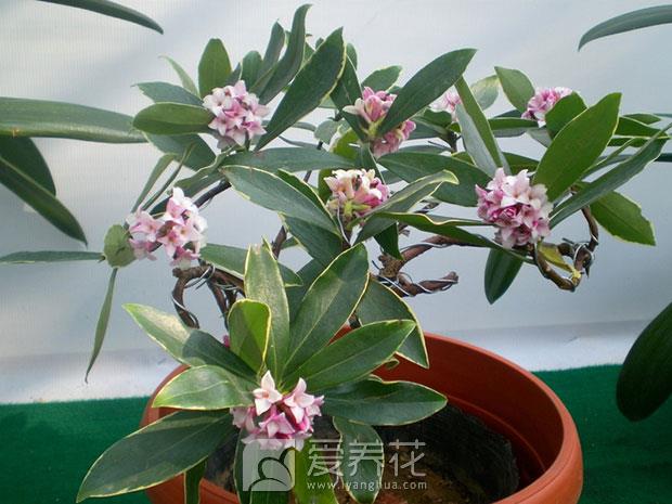 瑞香怎么养图片