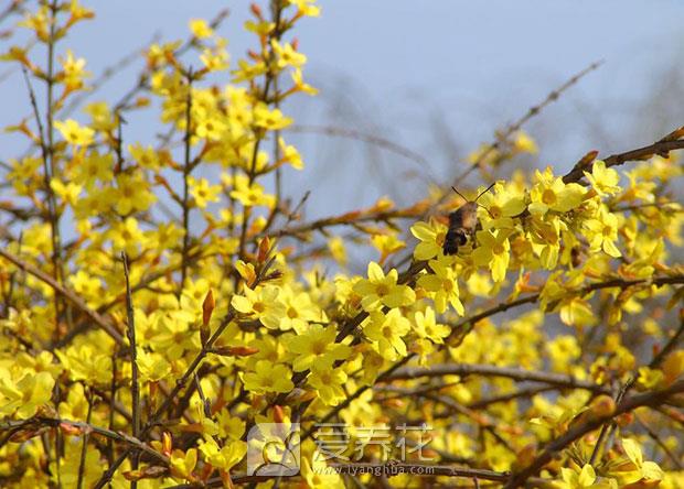 迎春花怎么养图片