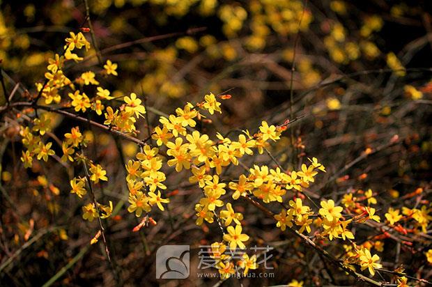 迎春花怎么养图片