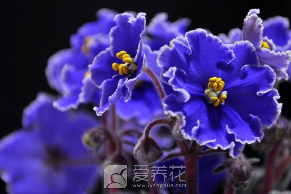 紫罗兰怎么养图片