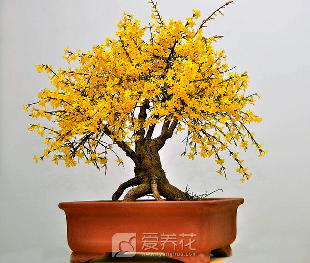 迎春花怎么养图片