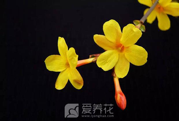 迎春花怎么养图片