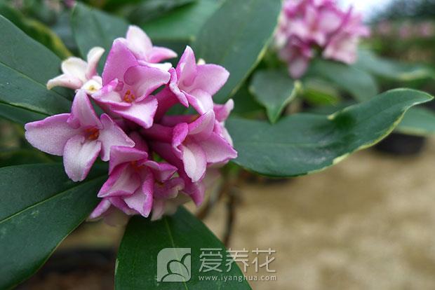 瑞香怎么养图片
