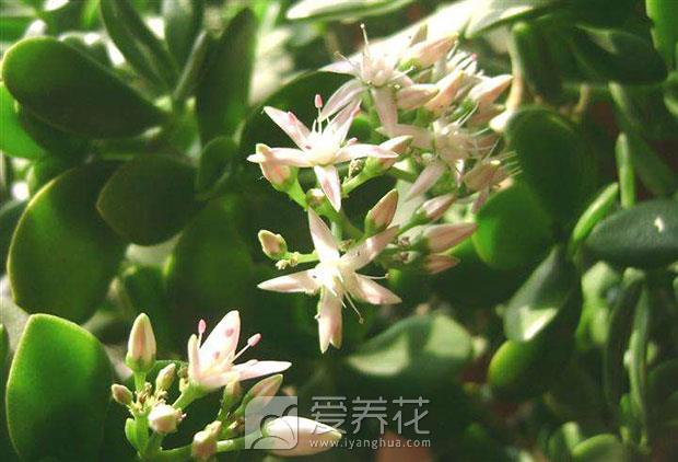 玻璃翠图片