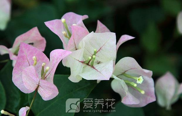 南方花卉北方养图片