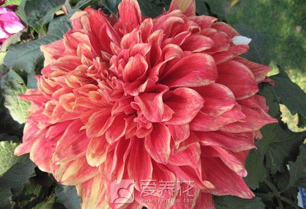 南方花卉北方养图片