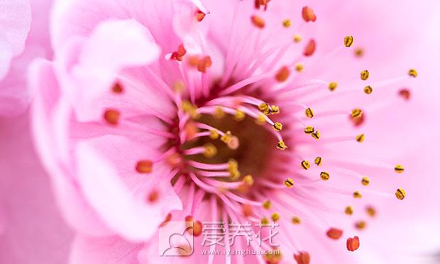 从零开始学养花图片