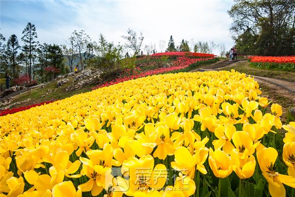 春季种植花卉图片
