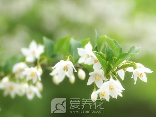 春季种植花卉图片