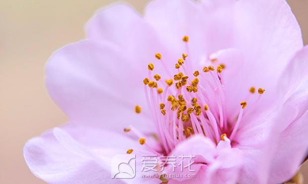 观花植物图片