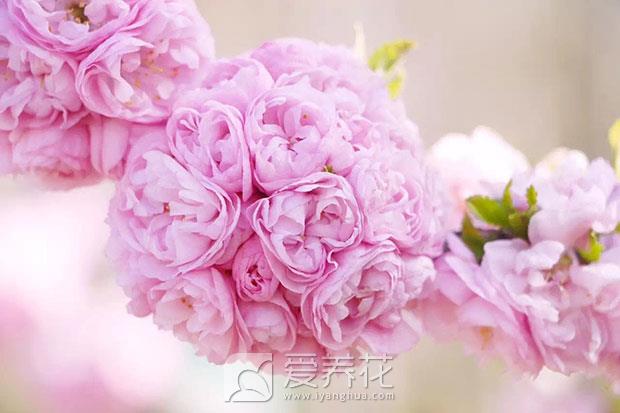 春季种植花卉图片