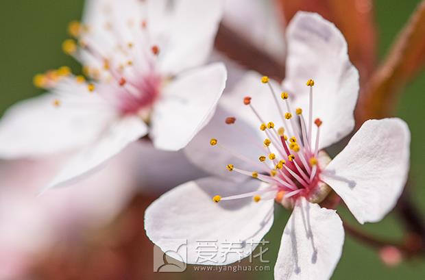 从零开始学养花图片