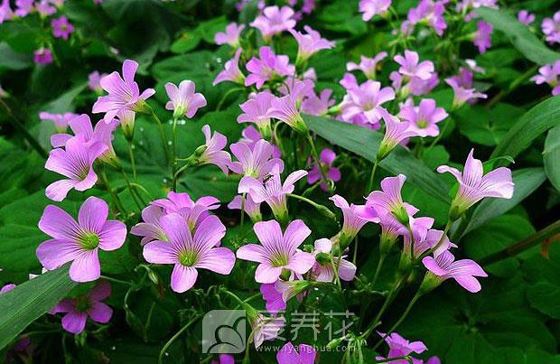 观花植物图片