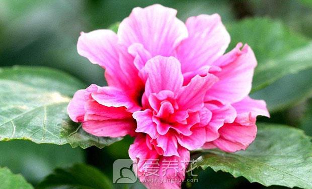 观花植物图片