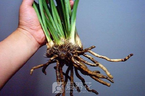 兰花怎么养图片 兰花怎么养图片