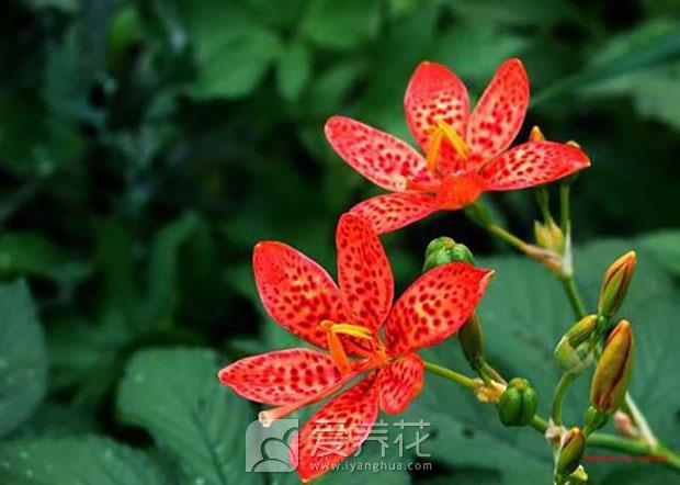 南方花卉北方养图片