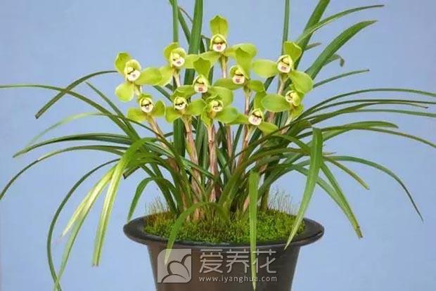 兰花怎么养图片
