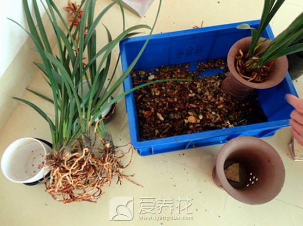兰花怎么养图片