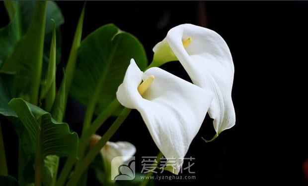 怎样盆栽马蹄莲图片 怎样盆栽马蹄莲图片