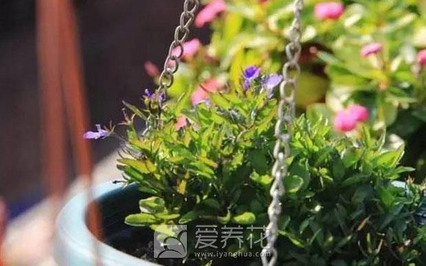 翻盆的最佳时机图片