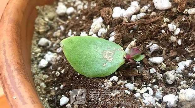 什么时候繁殖多肉图片