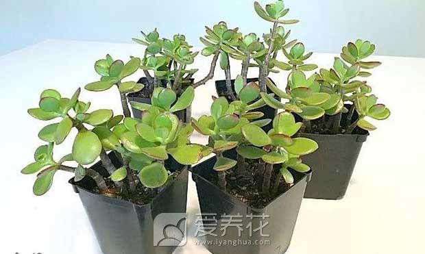 什么时候繁殖多肉图片
