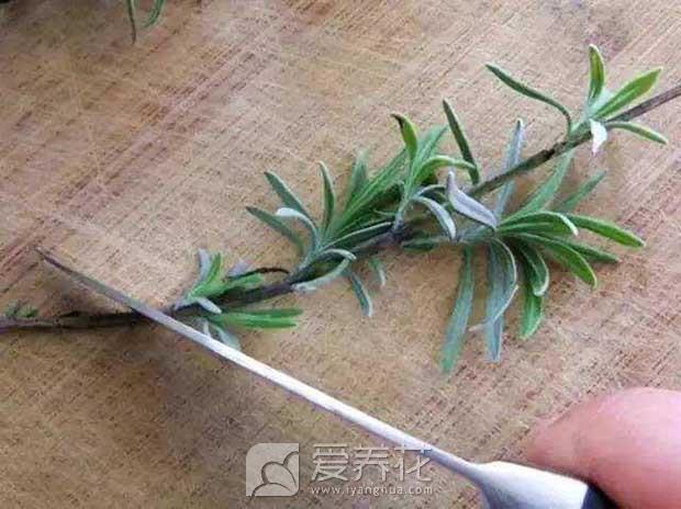 扦插总不生根怎么办图片