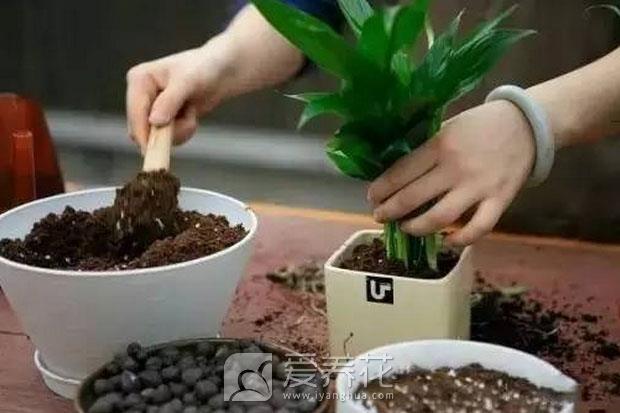 翻盆的最佳时机图片