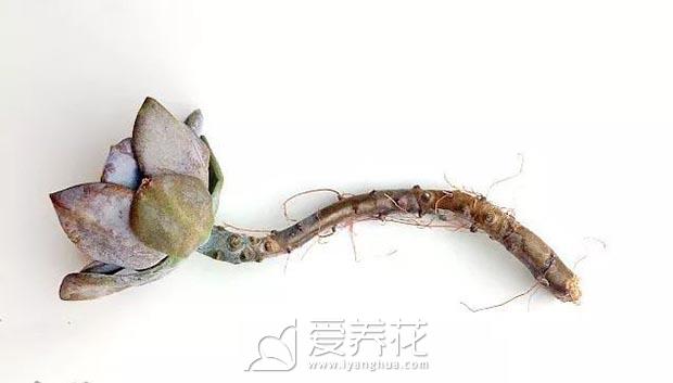 什么时候繁殖多肉图片