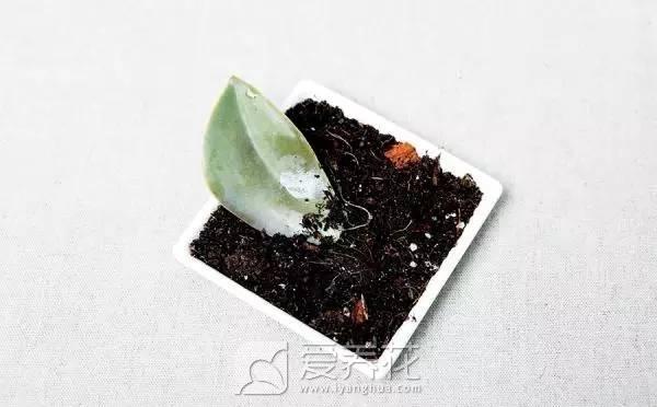 多肉植物图片