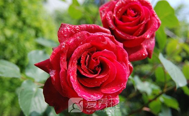 月季如何修剪图片