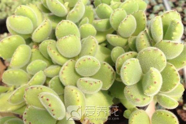 多肉植物图片