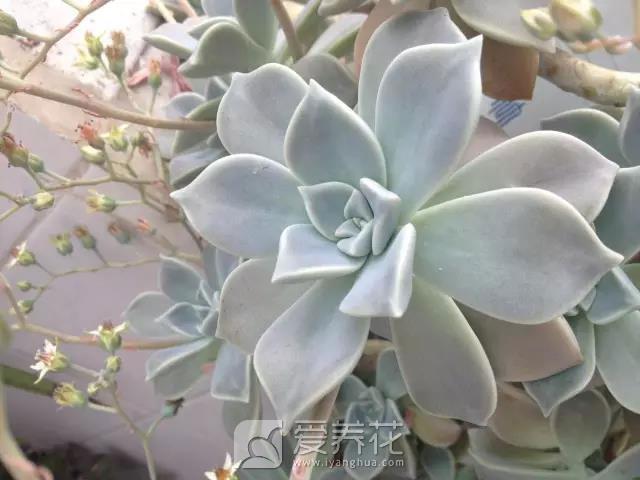 适合新手养的多肉图片