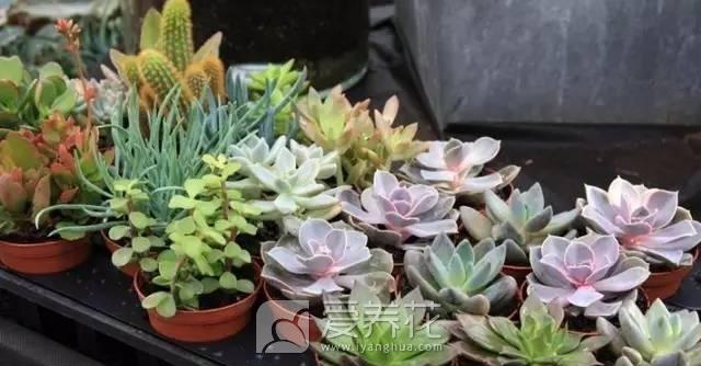 多肉植物图片