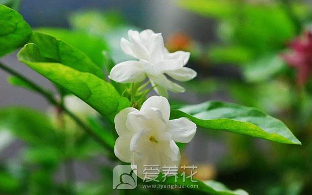 茉莉花图片