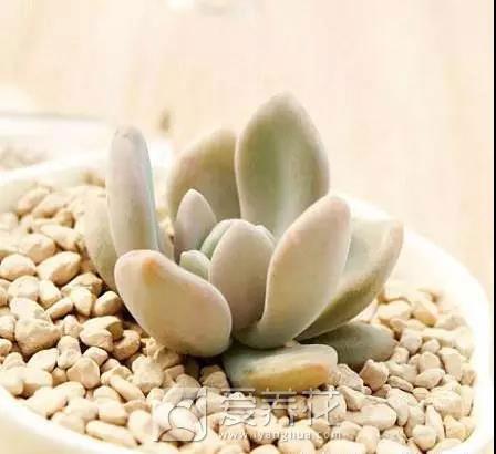 适合新手养的多肉图片
