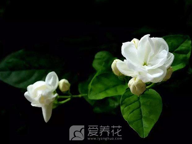 茉莉花图片