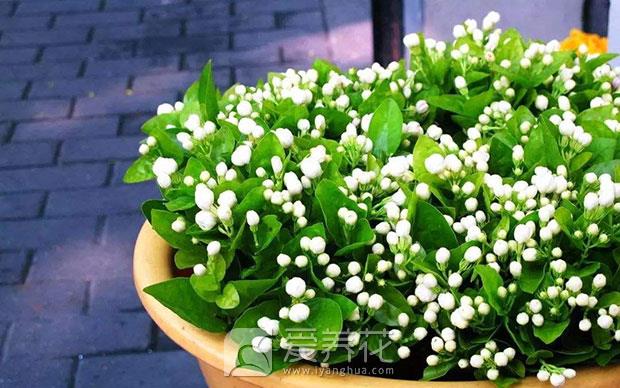 茉莉花图片