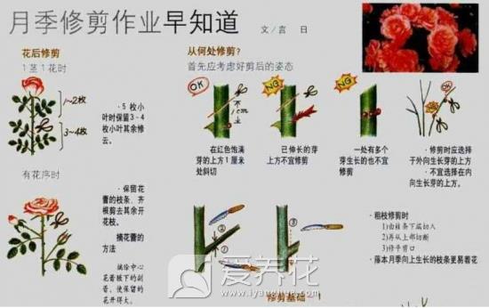 月季如何修剪图片