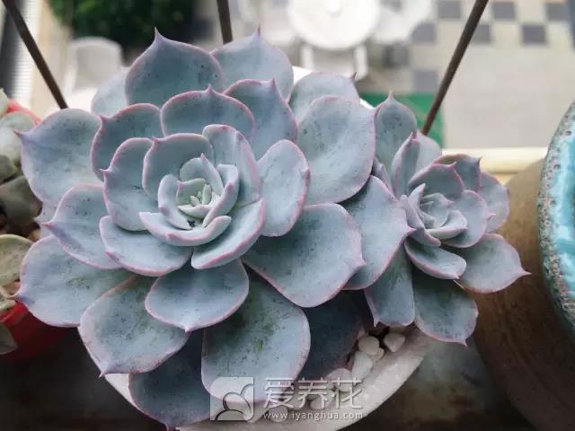 适合新手养的多肉图片